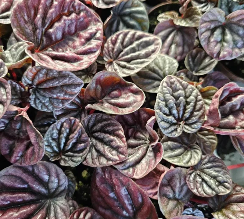 Red Beauty Peperomia Live Plant - Peperomia caperata 'Red Beauty' - 3-5" Tall, 2" Pot - Compact Indoor Houseplant - Image 5