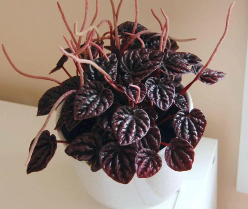 Red Beauty Peperomia Live Plant - Peperomia caperata 'Red Beauty' - 3-5" Tall, 2" Pot - Compact Indoor Houseplant - Image 1