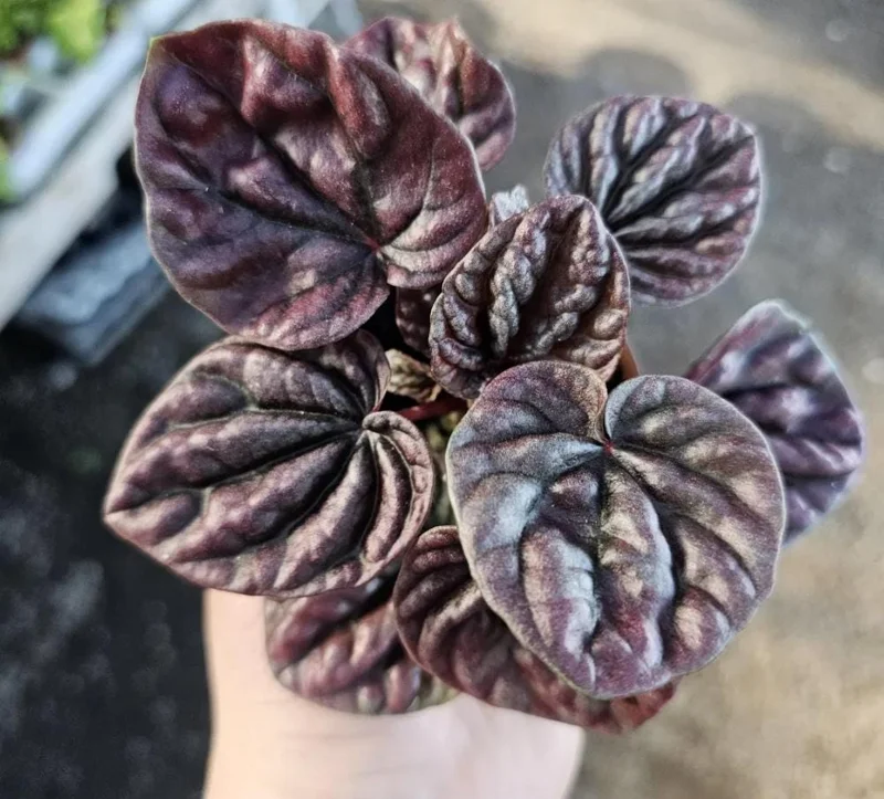 Red Beauty Peperomia Live Plant - Peperomia caperata 'Red Beauty' - 3-5" Tall, 2" Pot - Compact Indoor Houseplant - Image 6