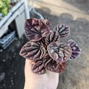 Red Beauty Peperomia Live Plant - Peperomia caperata 'Red Beauty' - 3-5