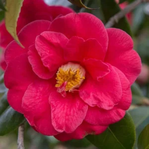 Red Bird Camellia Live Plant - 4 inch Pot, Vibrant Red Blooms, Outdoor - Image 1