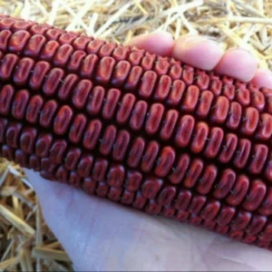 Red Bloody Butcher Corn Seeds - 200 Organic Heirloom Seeds for Flour & Tortillas, Annual - Image 6