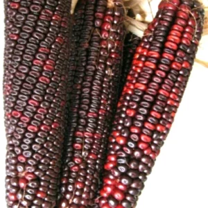 Red Bloody Butcher Dent Corn Seeds - Organic Heirloom - 1/2 Pound for Flour & Planting - Image 3