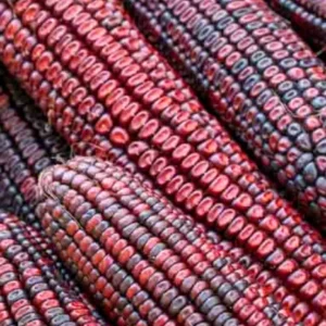 Red Bloody Butcher Dent Corn Seeds - Organic Heirloom - 1/2 Pound for Flour & Planting - Image 1