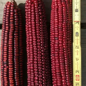 Red Bloody Butcher Dent Corn Seeds - Organic Heirloom - 1/2 Pound for Flour & Planting - Image 4
