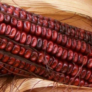 Red Bloody Butcher Dent Corn Seeds - Organic Heirloom - 1/2 Pound for Flour & Planting - Image 6