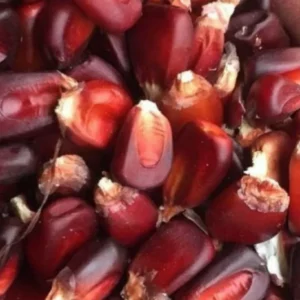 Red Bloody Butcher Dent Corn Seeds - Organic Heirloom - 1/2 Pound for Flour & Planting - Image 7