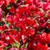 Red Bougainvillea Live Plant – Flowering Perennial, 6-8 Inches Tall, Outdoor - Image 1