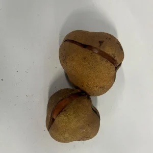 Red Buckeye Organic Seeds - Aesculus Pavia Firecracker Plant Seeds - Image 2