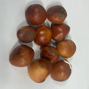 Red Buckeye Organic Seeds - Aesculus Pavia Firecracker Plant Seeds - Image 4