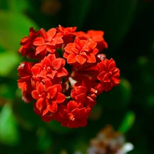 Red Calandiva Kalanchoe Live Plant – 2.5 inch Pot – Double Dark Red Blooms – Indoor - Image 2