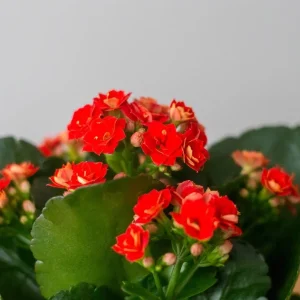 Red Calandiva Kalanchoe Live Plant – 2.5 inch Pot – Double Dark Red Blooms – Indoor - Image 3