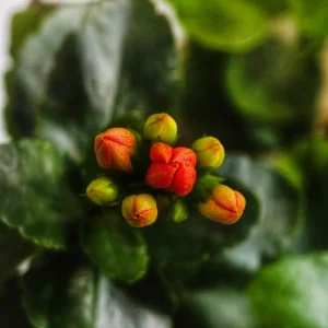 Red Calandiva Kalanchoe Live Plant – 2.5 inch Pot – Double Dark Red Blooms – Indoor - Image 4