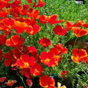 Red California Poppy Seeds - Non-GMO Flower Seeds | Fast Growing | Full Sun | 200+ Seeds - Image 3