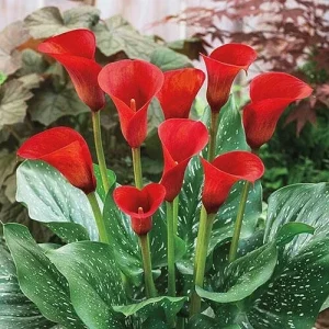 🌺🌺 Red Calla Lily Flowers Zantedeschia Aethiopica Plant Bonsai Seed FS07-10 - Image 2