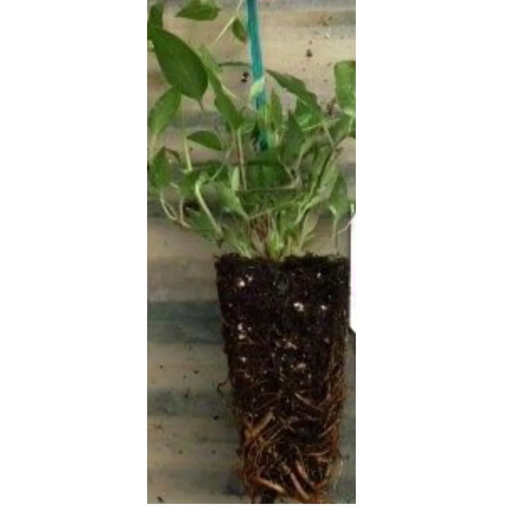 Red Cardinal Clematis Vine Live Plant – Potted 2.5" – Outdoor Climber - Image 2