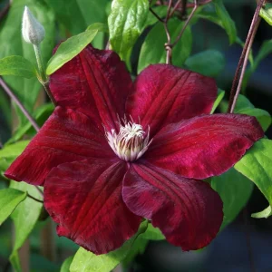Red Cardinal Clematis Vine Live Plant – Potted 2.5" – Outdoor Climber - Image 1