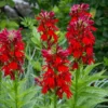 Red Cardinal Flower Bare Root Plants - Set of 5 Roots - Lobelia cardinalis Perennial - Image 1