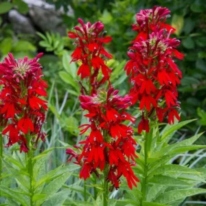 Red Cardinal Flower Bare Root Plants - Set of 5 Roots - Lobelia cardinalis Perennial - Image 1