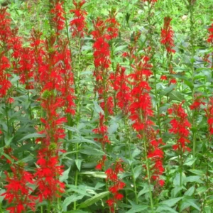 Red Cardinal Flower Bare Root Plants - Set of 5 Roots - Lobelia cardinalis Perennial - Image 4