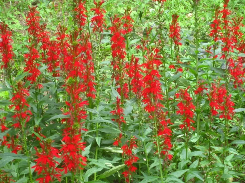 Red Cardinal Flower - Set of 5 Roots - Lobelia cardinalis