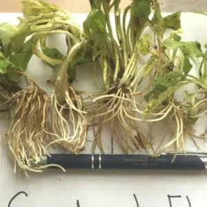 Red Cardinal Flower Bare Root Plants - Set of 5 Roots - Lobelia cardinalis Perennial - Image 5