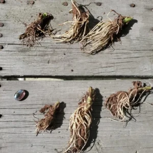 Red Cardinal Flower Bare Root Plants - Set of 5 Roots - Lobelia cardinalis Perennial - Image 6