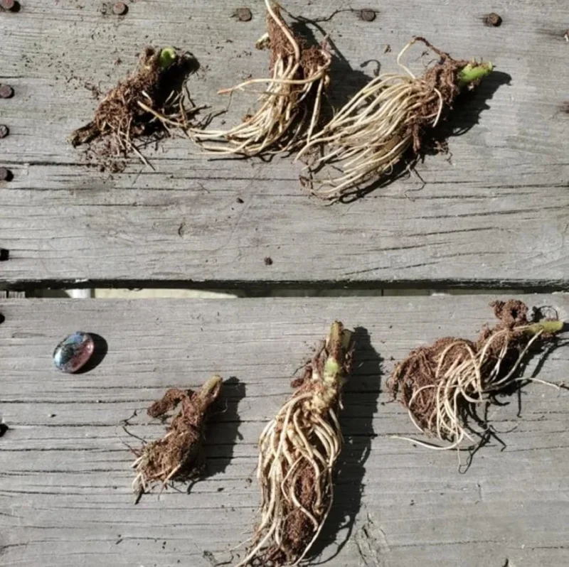 Red Cardinal Flower - Set of 5 Roots - Lobelia cardinalis