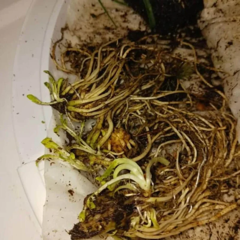 Red Cardinal Flower - Set of 5 Roots - Lobelia cardinalis