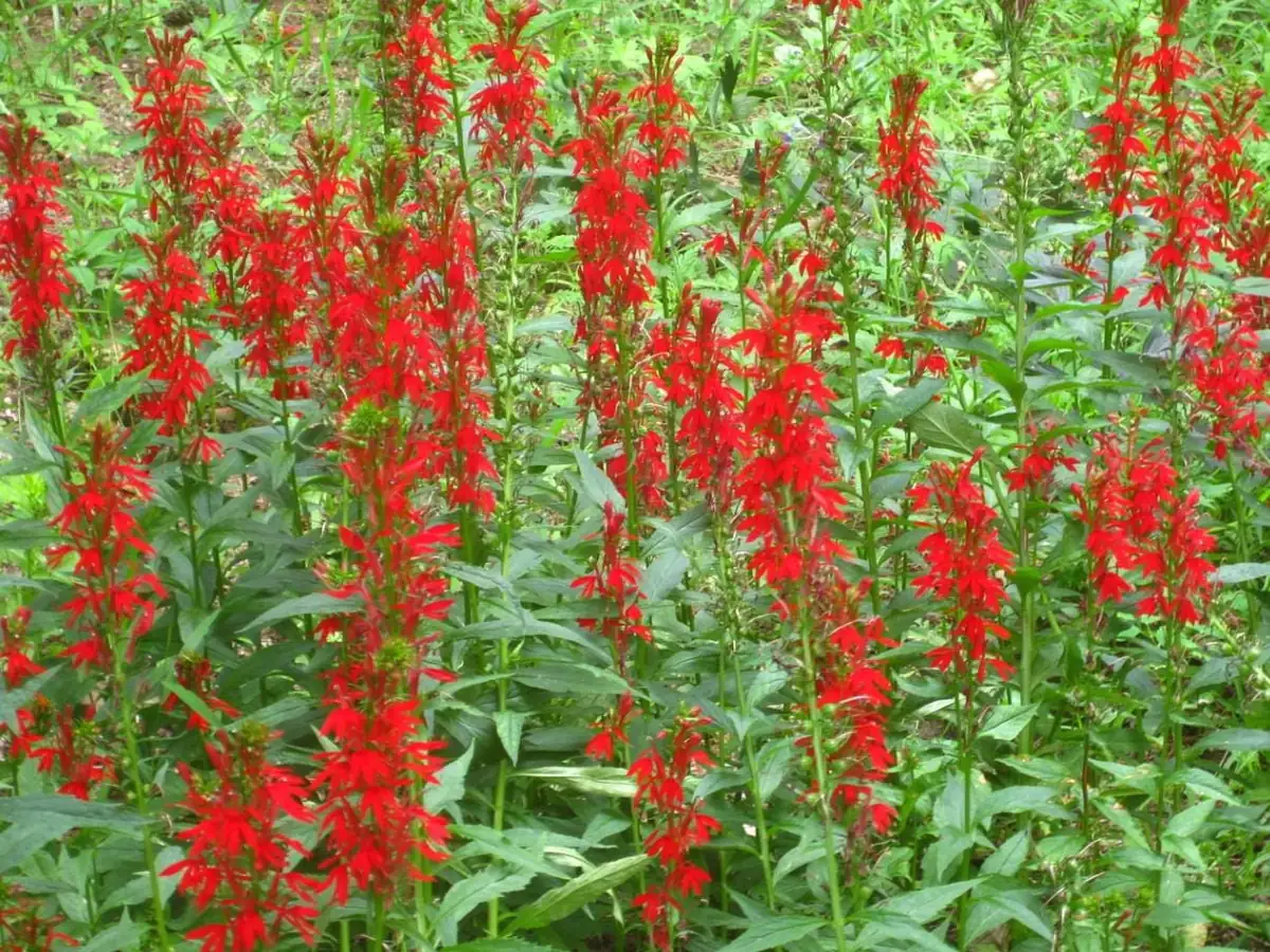 Red Cardinal Flower - Lobelia cardinalis - Live Bare Root Perennial Plant - Set of 20 Roots - Image 2