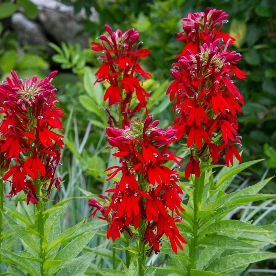 Red Cardinal Flower - Lobelia cardinalis - Live Bare Root Perennial Plant - Set of 20 Roots - Image 3