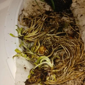 Red Cardinal Flower - Lobelia cardinalis - Live Bare Root Perennial Plant - Set of 20 Roots - Image 7