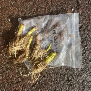 Red Cardinal Flower - Lobelia cardinalis - Live Bare Root Perennial Plant - Set of 20 Roots - Image 8