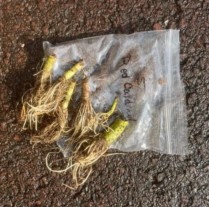 Red Cardinal Flower - Lobelia cardinalis - Live Bare Root Perennial Plant - Set of 20 Roots - Image 8