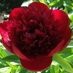 Red Charm Peony Bare Root Plant - 2-3 Eye, Large Double Red Blooms, Outdoor Perennial - Image 2