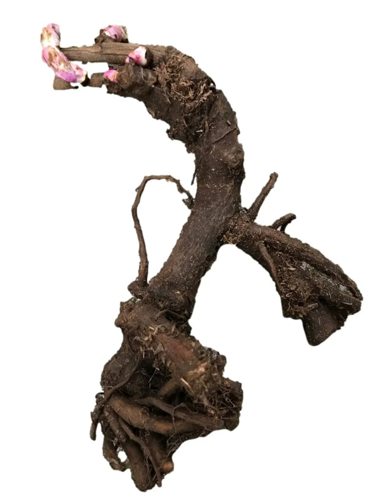 Red Charm Peony Bare Root Plant - 2-3 Eye, Large Double Red Blooms, Outdoor Perennial - Image 3