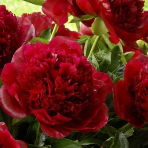 Red Charm Peony Bare Root Plant - 2-3 Eye, Large Double Red Blooms, Outdoor Perennial - Image 1