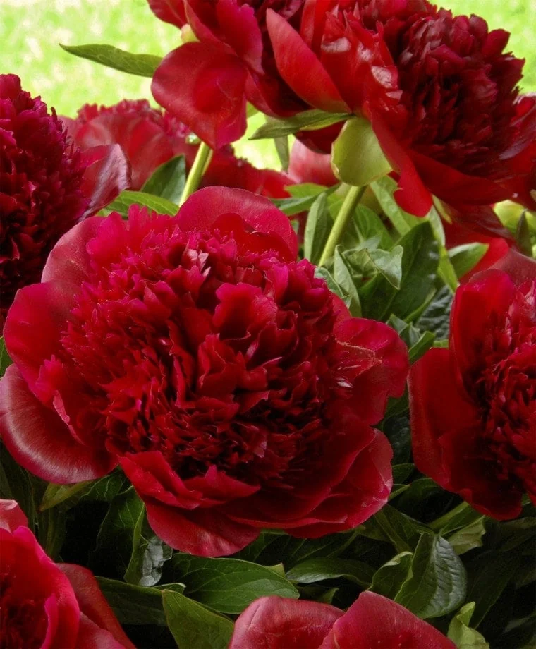 Red Charm Peony Bare Root Plant - 2-3 Eye, Large Double Red Blooms, Outdoor Perennial - Image 1