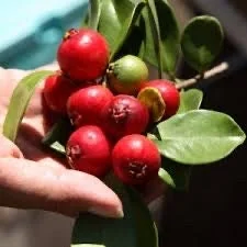 Red Cherry Guava Live Plant - 18 Tall in 6 inch Pot - Frost Hardy Fruit Tree - Image 2