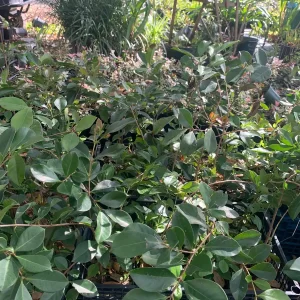 Red Cherry Guava Live Plant - 18 Tall in 6 inch Pot - Frost Hardy Fruit Tree - Image 3