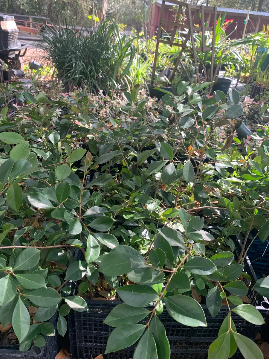 Red Cherry Guava Live Plant - 18" Tall in 6" Pot - Sweet Fruit Tree - Image 3