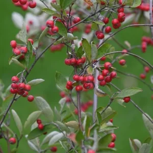 Red Chokeberry Bare-root Plant Aronia arbutifolia 2-Pack Outdoor Shrub - Image 3
