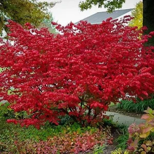 Red Chokeberry Bare-root Plant Aronia arbutifolia 2-Pack Outdoor Shrub - Image 4
