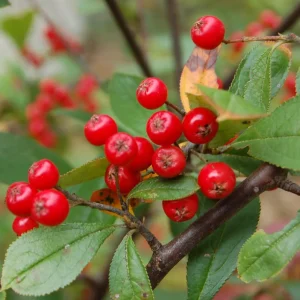 Red Chokeberry Tree Live Plant (Aronia arbutifolia) - 4ft Pot Shrub - Image 1