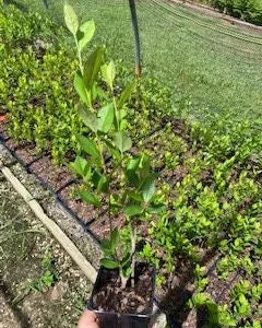 Red Chokeberry Tree Live Plant (Aronia arbutifolia) - 4ft Pot Shrub - Image 5