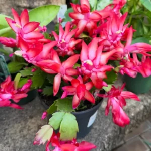 Red Christmas Cactus Live Plant - Schlumbergera truncata - 4-6" Tall, 4" Pot - Indoor Holiday Plant - Image 2