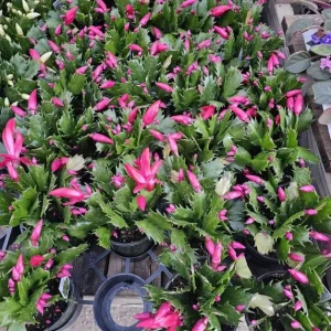 Red Christmas Cactus Live Plant - Schlumbergera truncata - 4-6