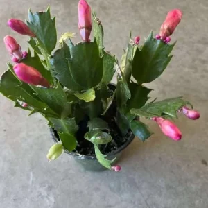 Red Christmas Cactus Live Plant - Schlumbergera truncata - 4-6