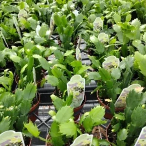 Red Christmas Cactus Live Plant - Schlumbergera truncata - 4-6