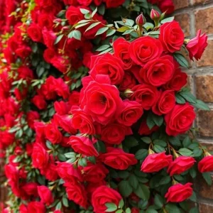 Red Climbing Rose Seeds - 20 Pcs Heirloom Non-GMO for Outdoor Gardens - Image 2